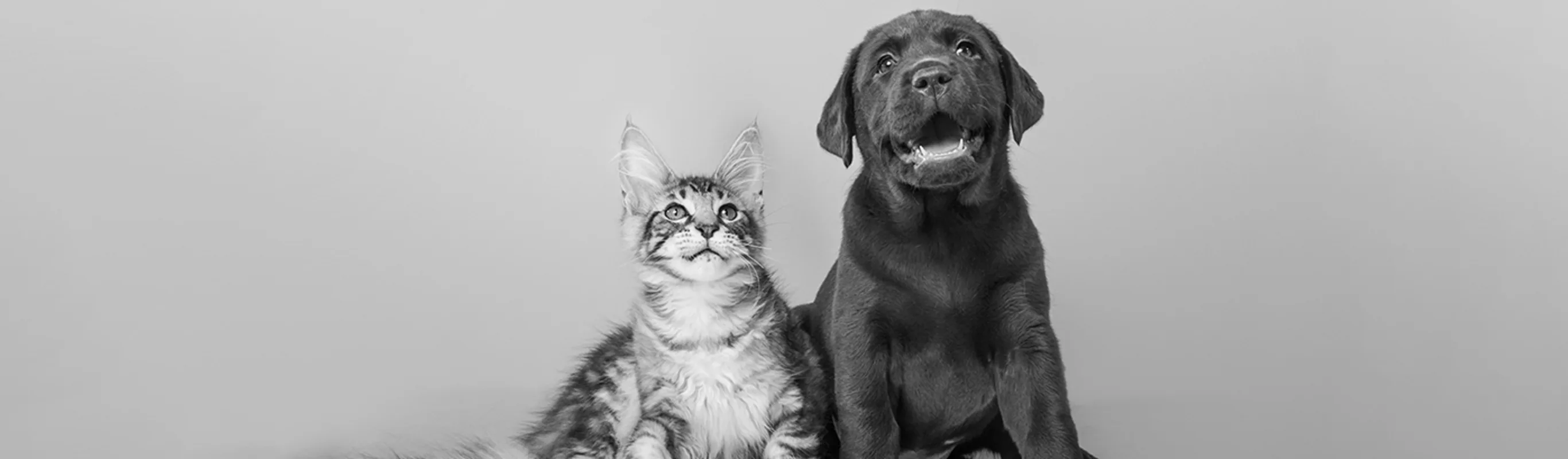 Black and white photo of a puppy and kitten 